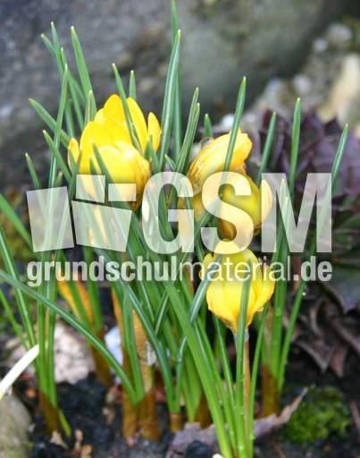Krokusse-gelb-2.jpg